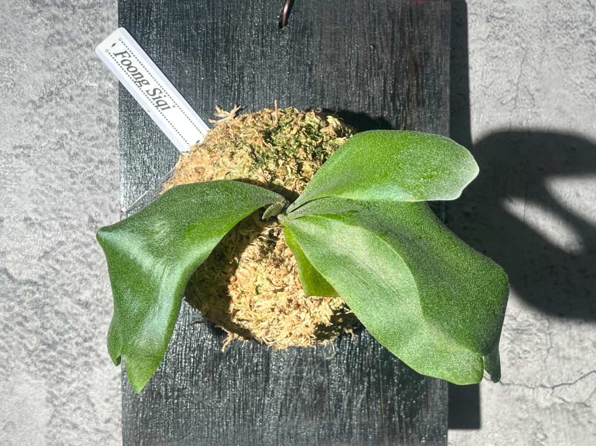 【観葉植物】P.FSQ spore(フーンシキ)中型サイズ養生板付き✨の写真5枚目