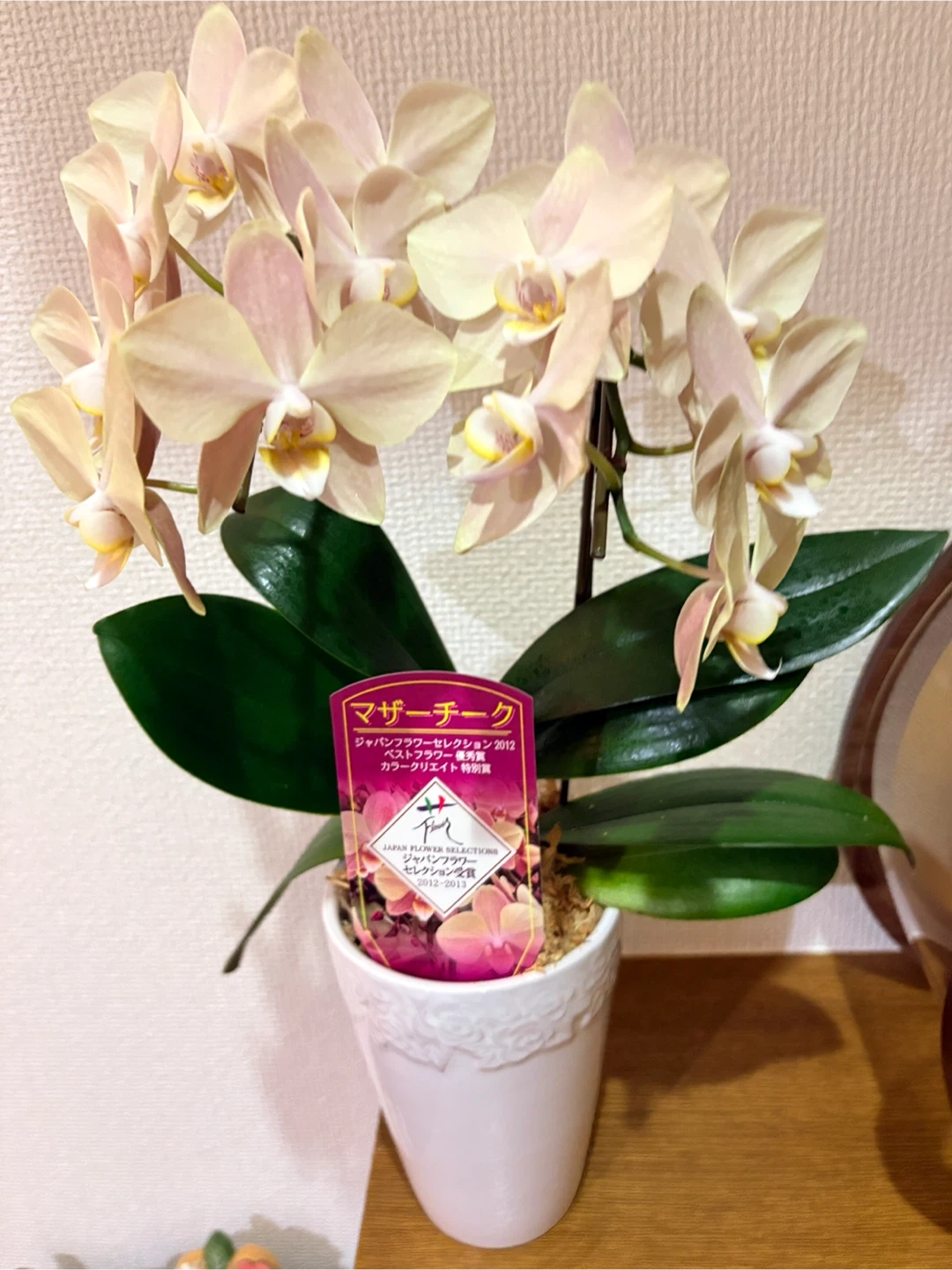 胡蝶蘭 マザーチーク 鉢植え 花