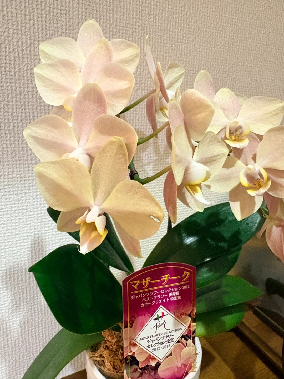 胡蝶蘭 マザーチーク 鉢植え 花の写真2枚目