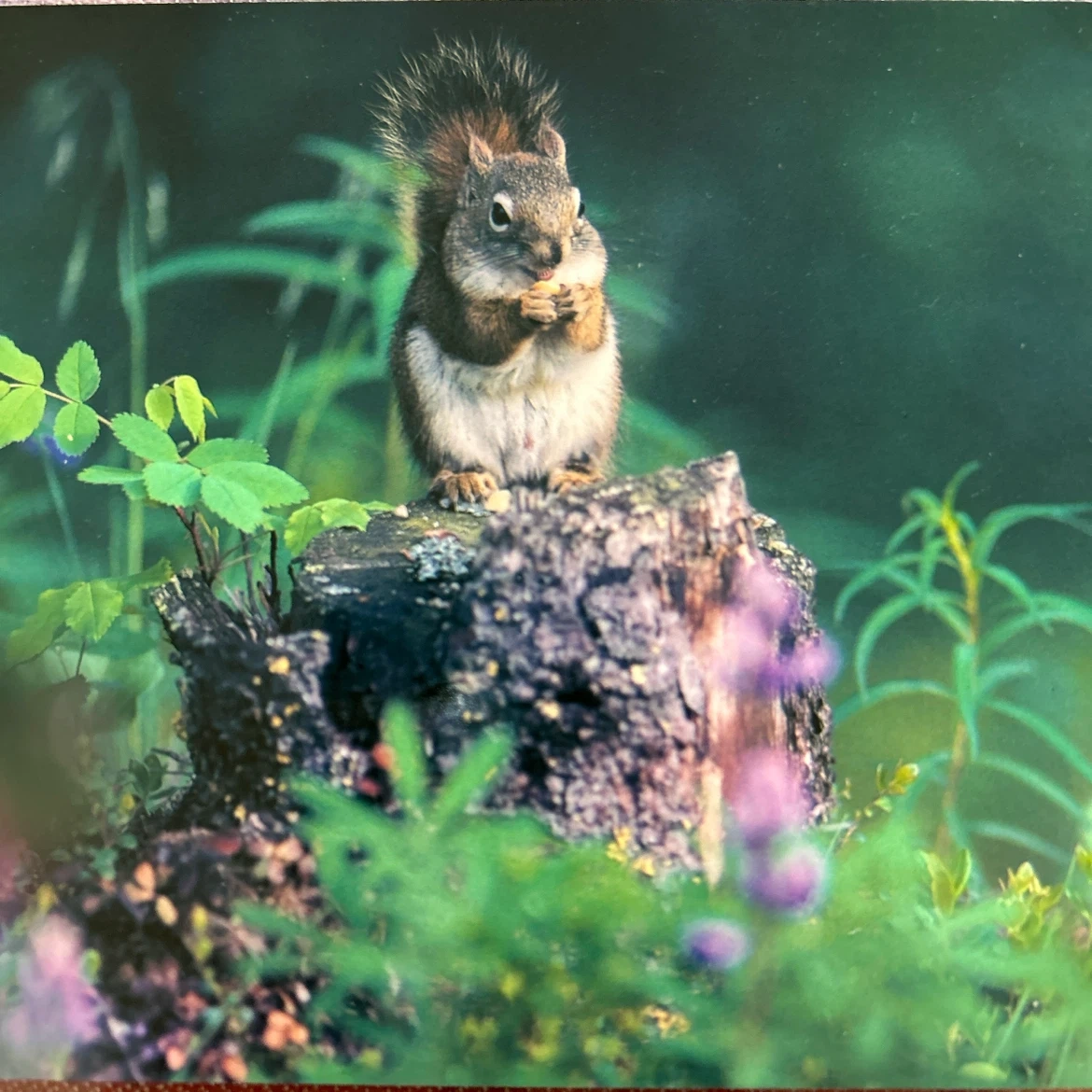 ポストカード 8枚セット 動物 自然風景の写真3枚目
