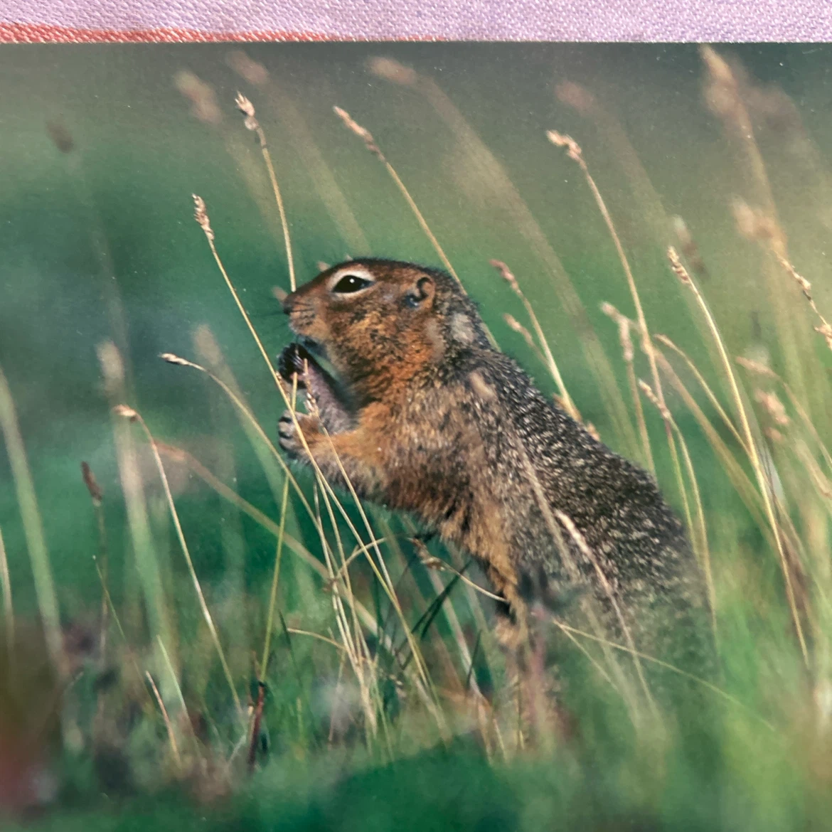 ポストカード 8枚セット 動物 自然風景の写真4枚目