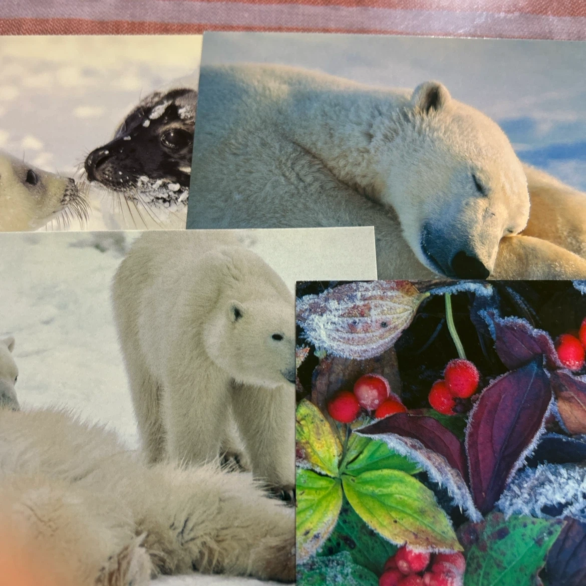 ポストカード 8枚セット 動物 自然風景の写真2枚目