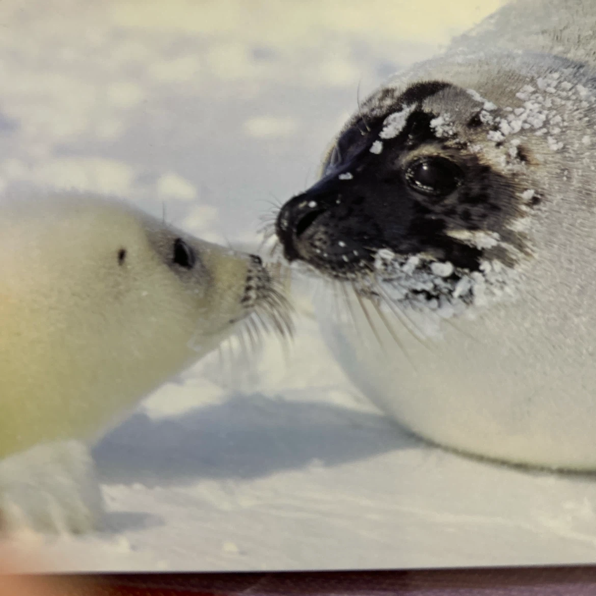 ポストカード 8枚セット 動物 自然風景の写真7枚目