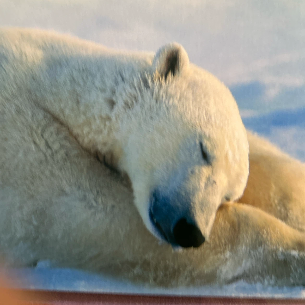 ポストカード 8枚セット 動物 自然風景の写真8枚目