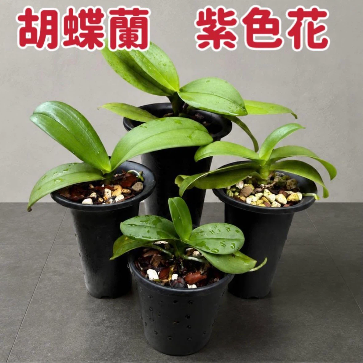 胡蝶蘭 紫色花 苗 4鉢セット