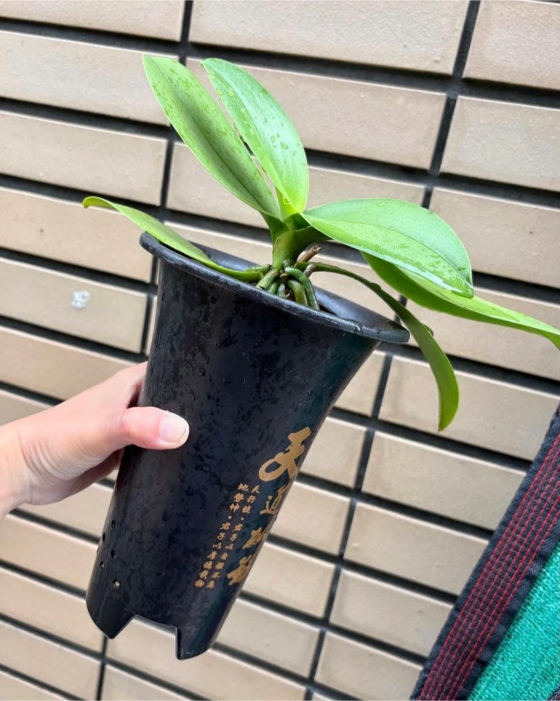 胡蝶蘭 紫色花 苗 4鉢セットの写真2枚目