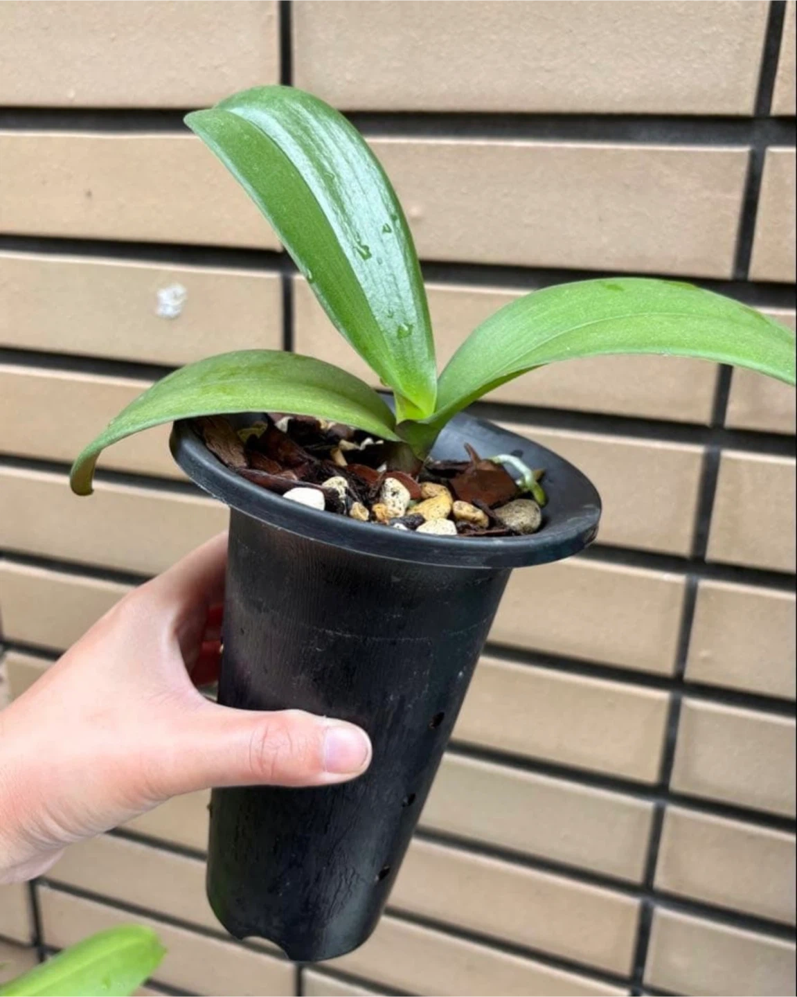 胡蝶蘭 紫色花 苗 4鉢セットの写真3枚目