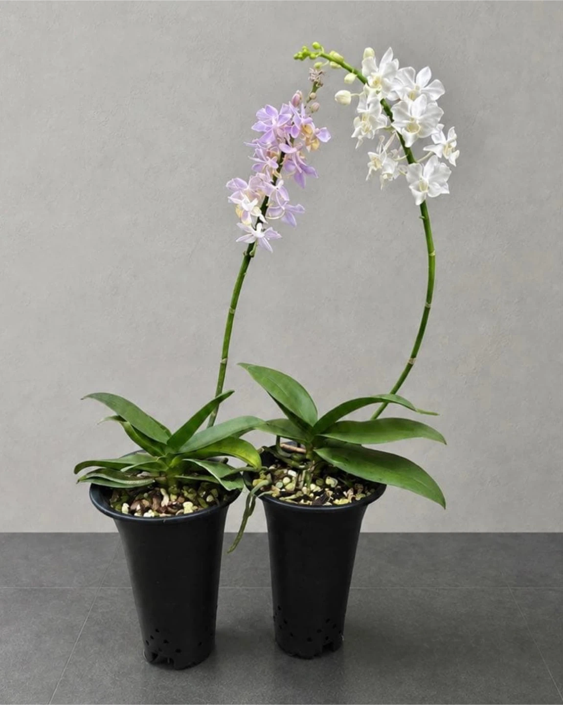 胡蝶蘭 鉢植え 2種セット
