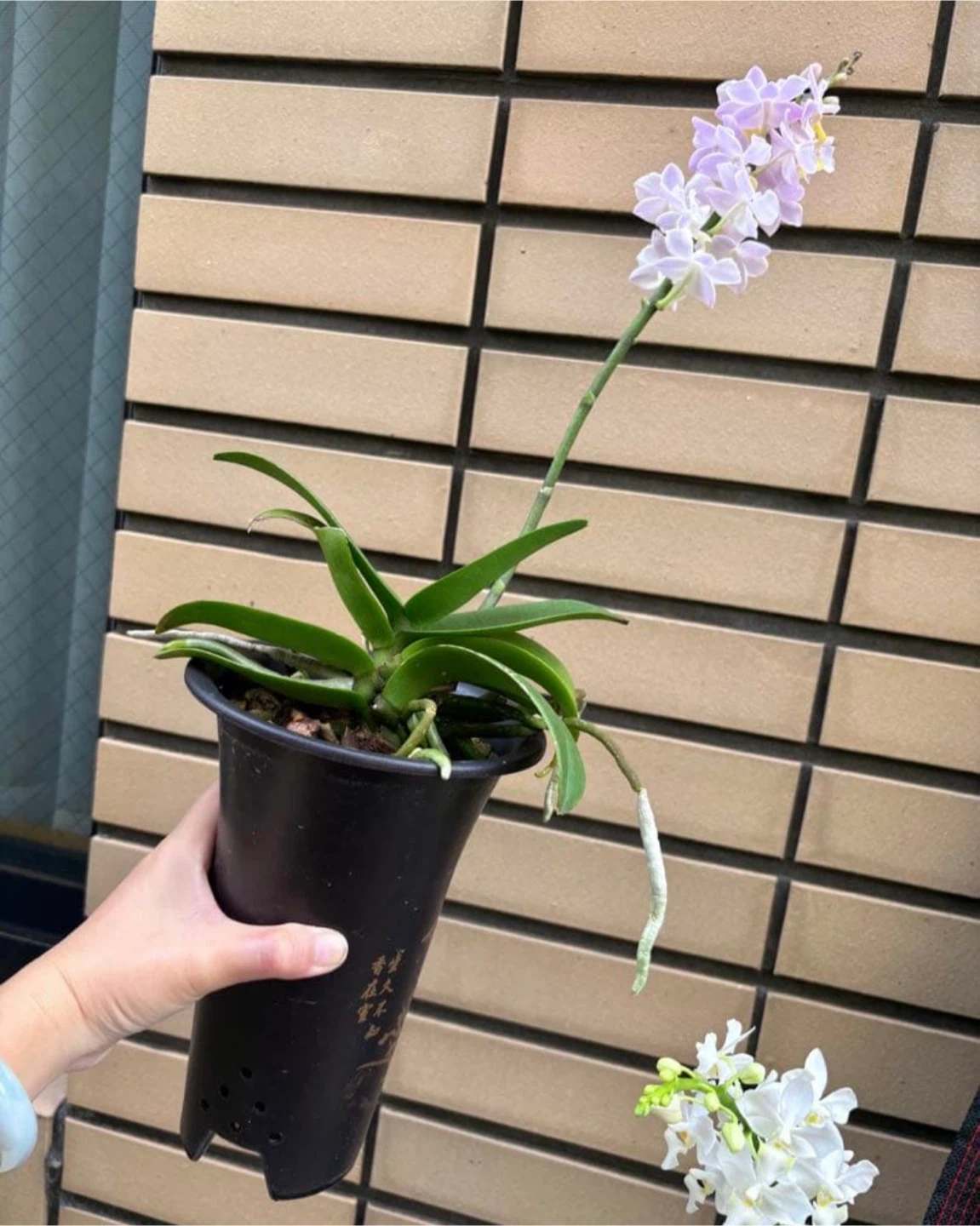 胡蝶蘭 鉢植え 2種セットの写真2枚目