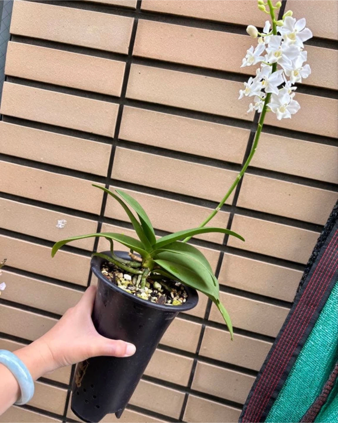 胡蝶蘭 鉢植え 2種セットの写真3枚目