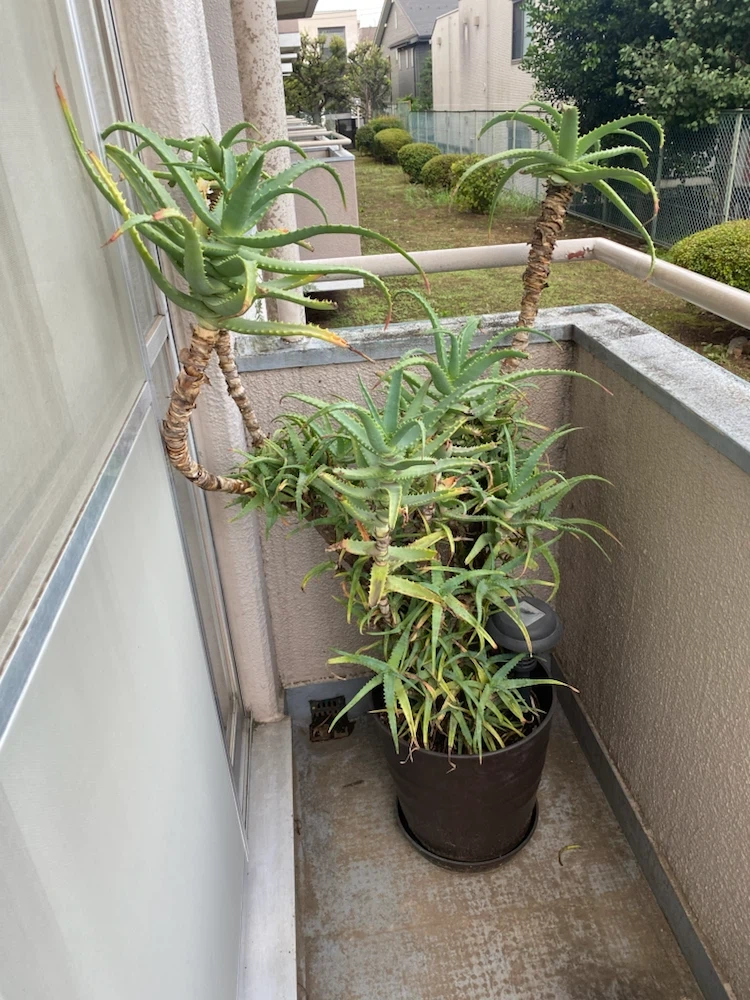 アロエ キダチアロエ 鉢植え