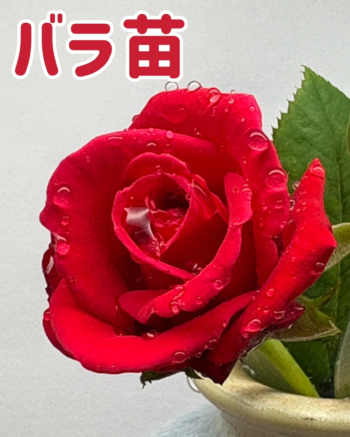 赤色のバラの苗 鉢植え