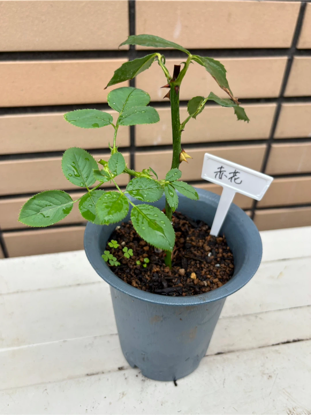 赤色のバラの苗 鉢植えの写真2枚目
