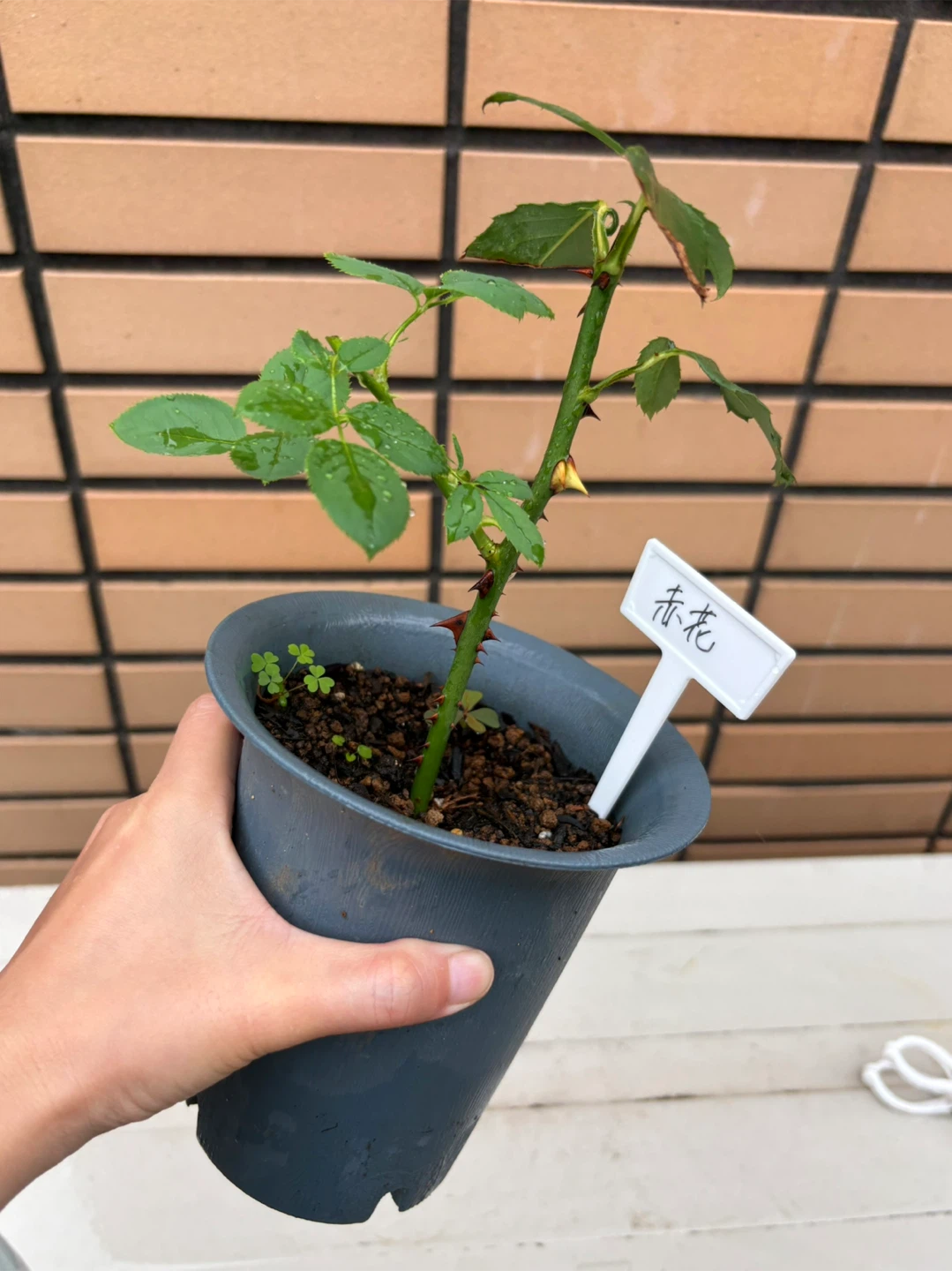 赤色のバラの苗 鉢植えの写真3枚目