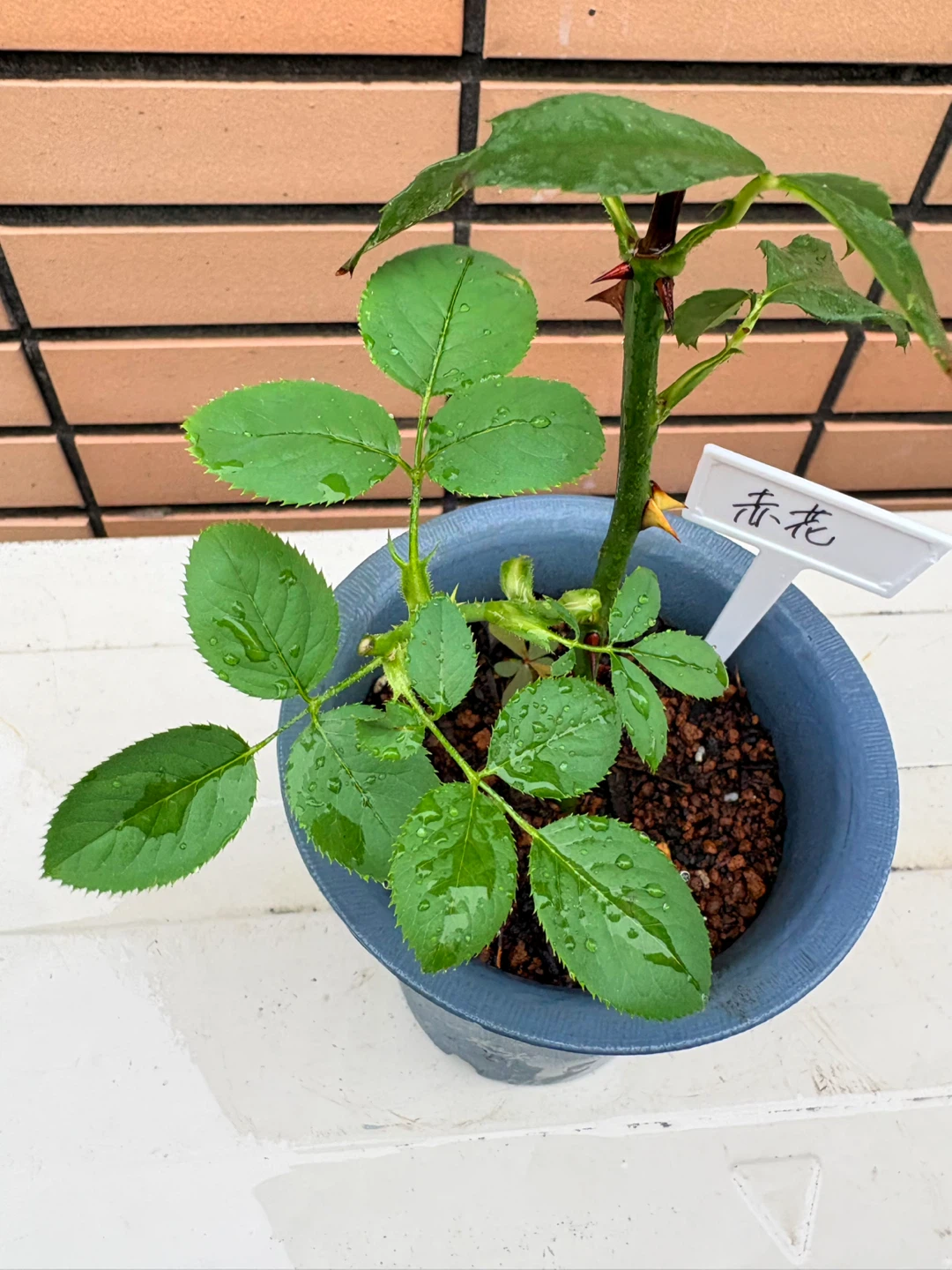 赤色のバラの苗 鉢植えの写真4枚目