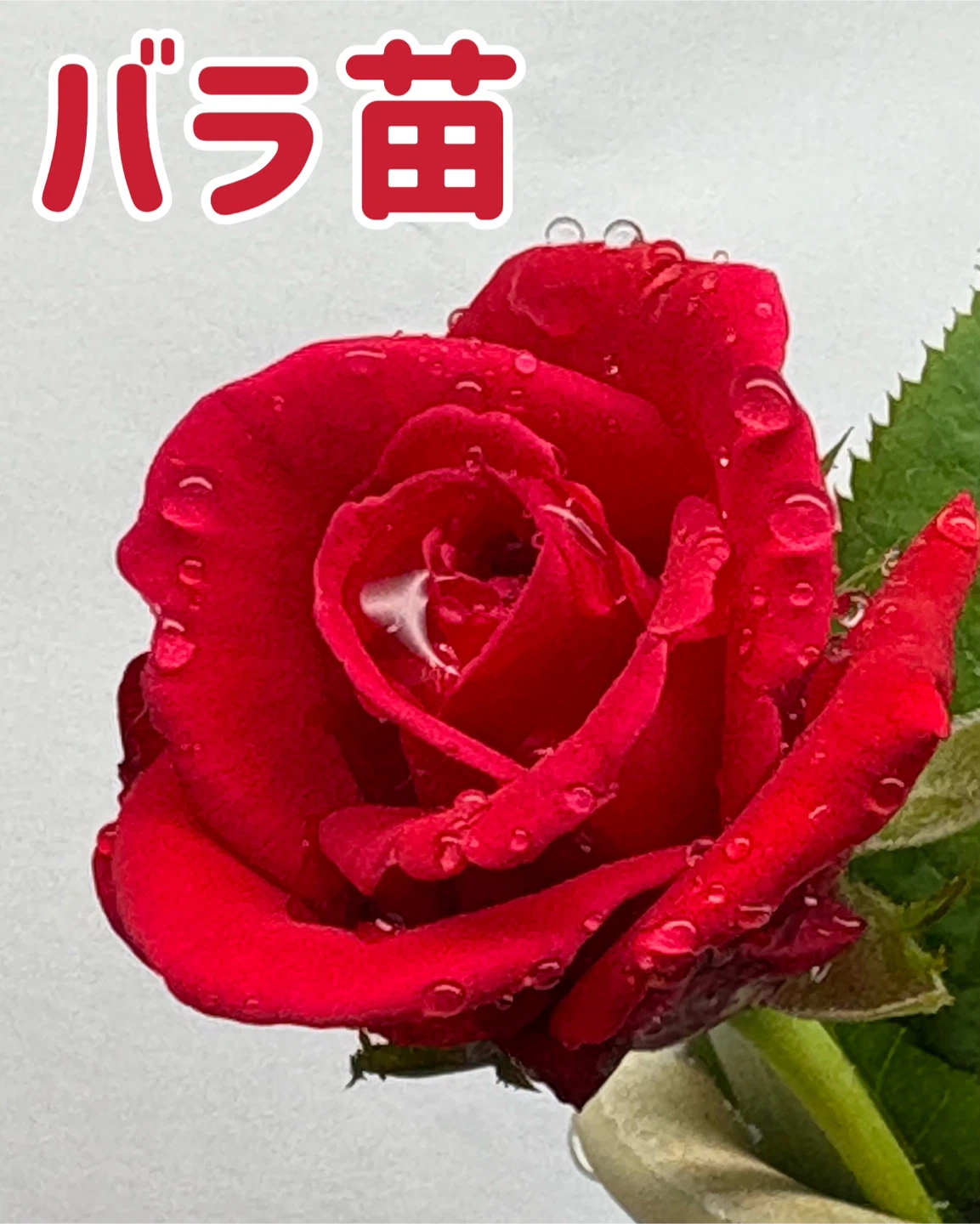 バラ苗 赤花 鉢植え