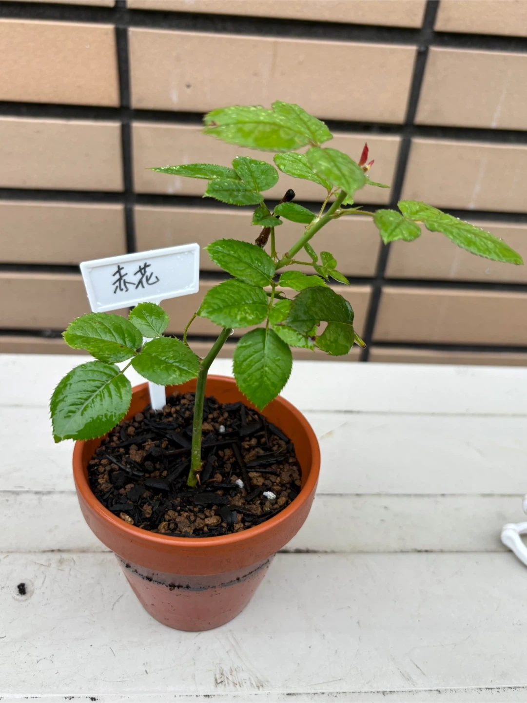 バラ苗 赤花 鉢植えの写真2枚目