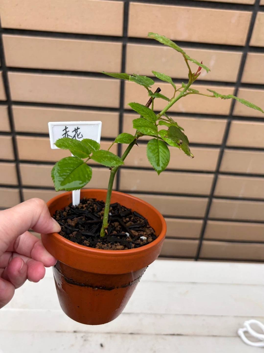 バラ苗 赤花 鉢植えの写真3枚目