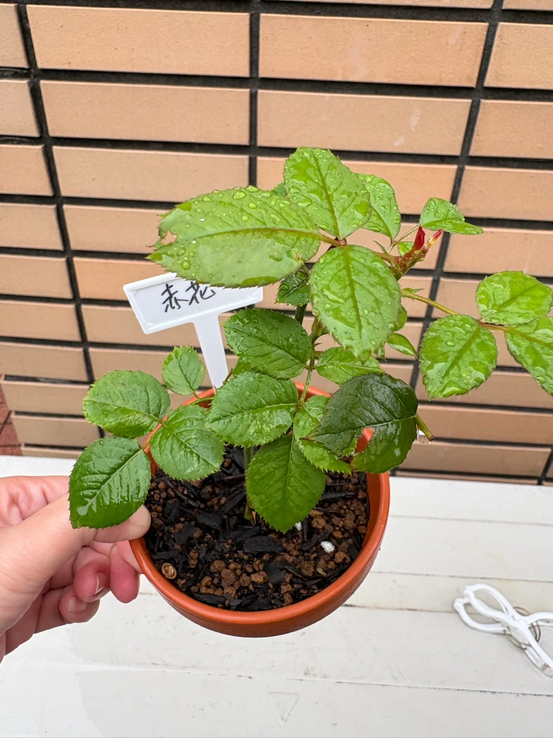 バラ苗 赤花 鉢植えの写真4枚目