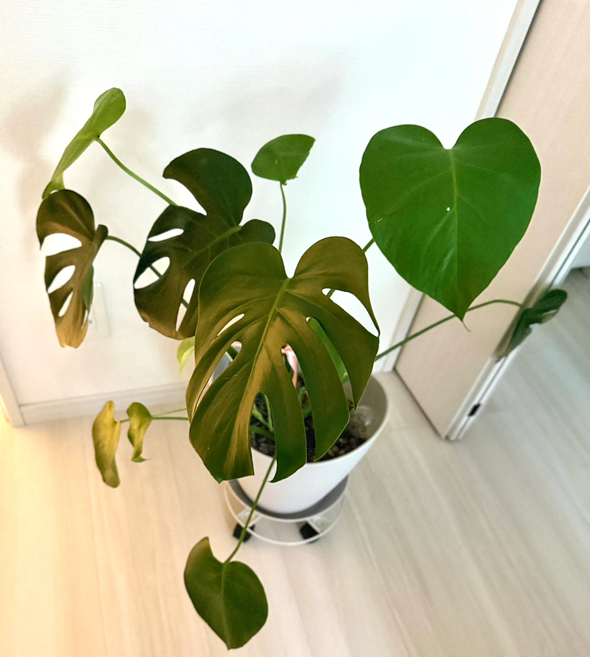 モンステラ 観葉植物 白鉢&キャスター台付き