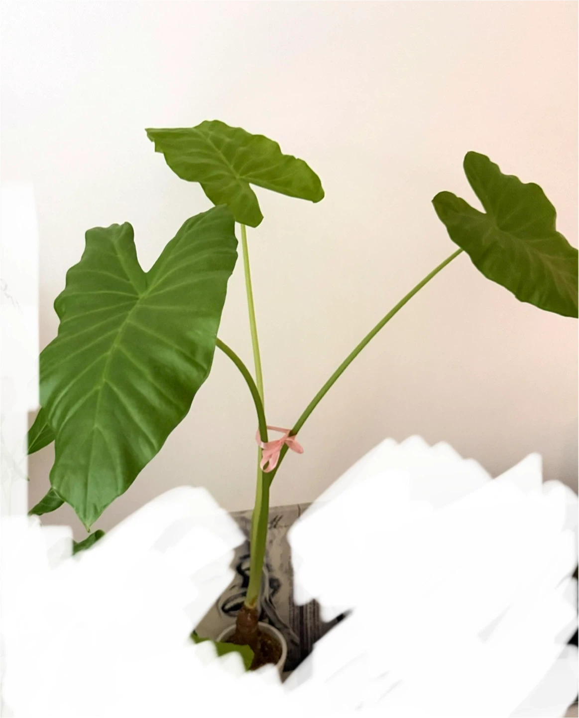 クワズイモ 観葉植物 鉢付き