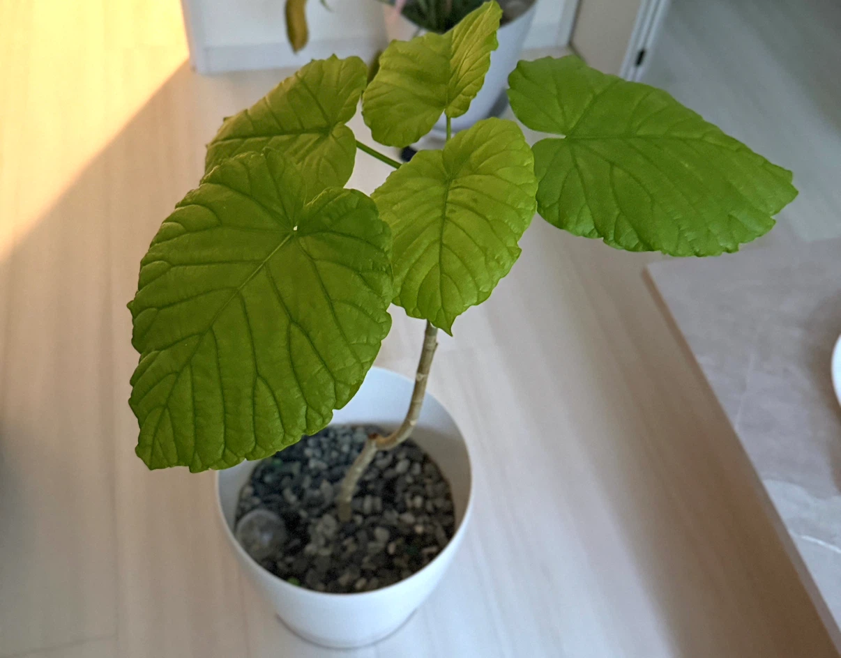 観葉植物 ウンベラータ　ホワイト鉢付き