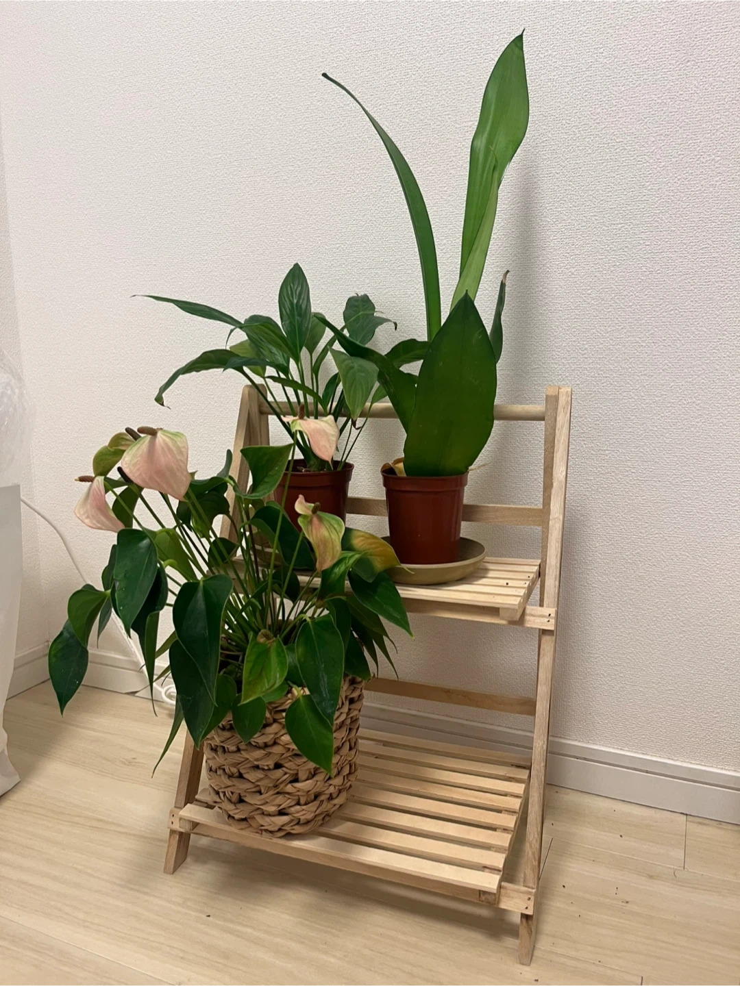 木製折りたたみラックと観葉植物セット