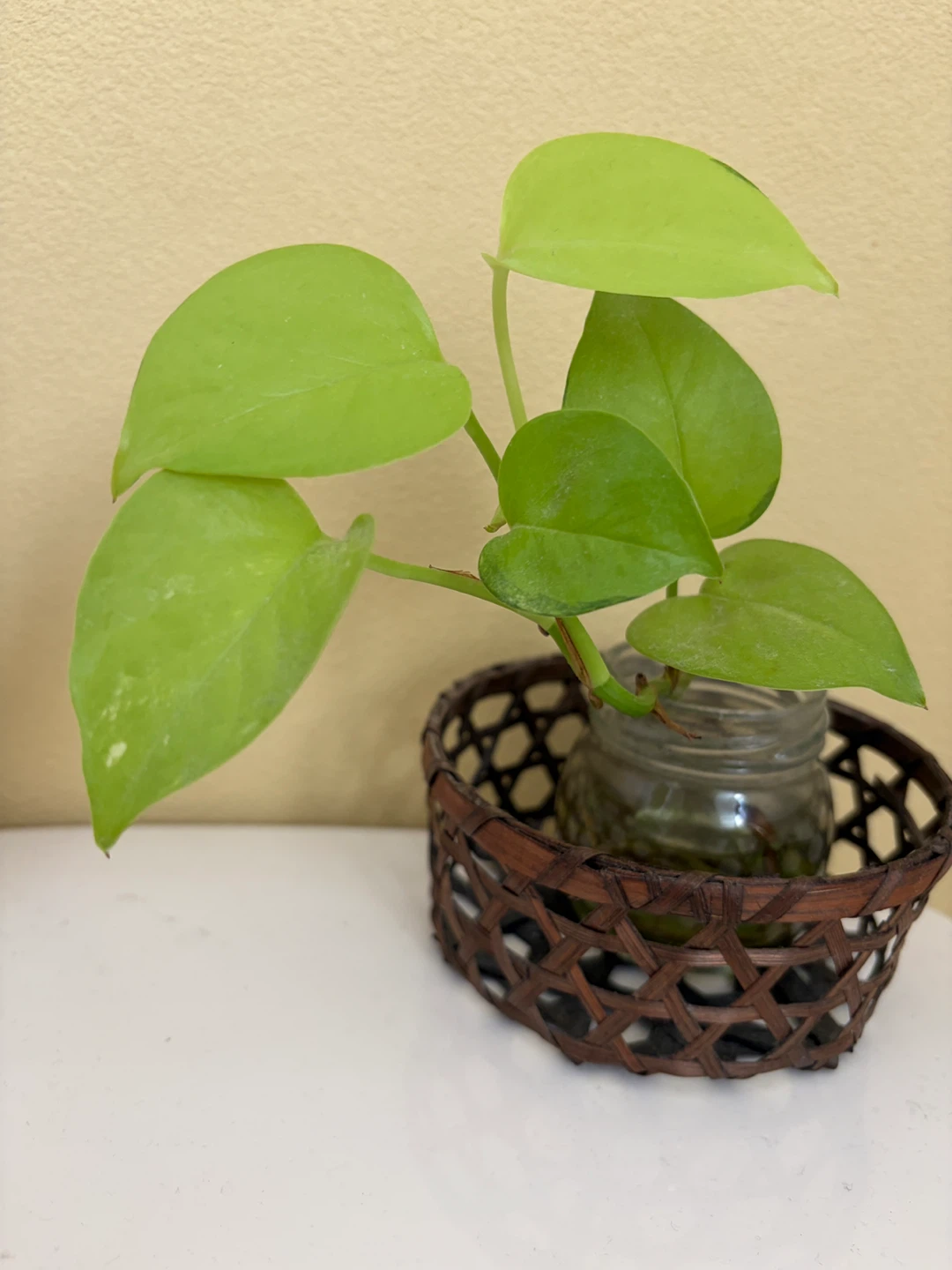 ポトス ライム 観葉植物