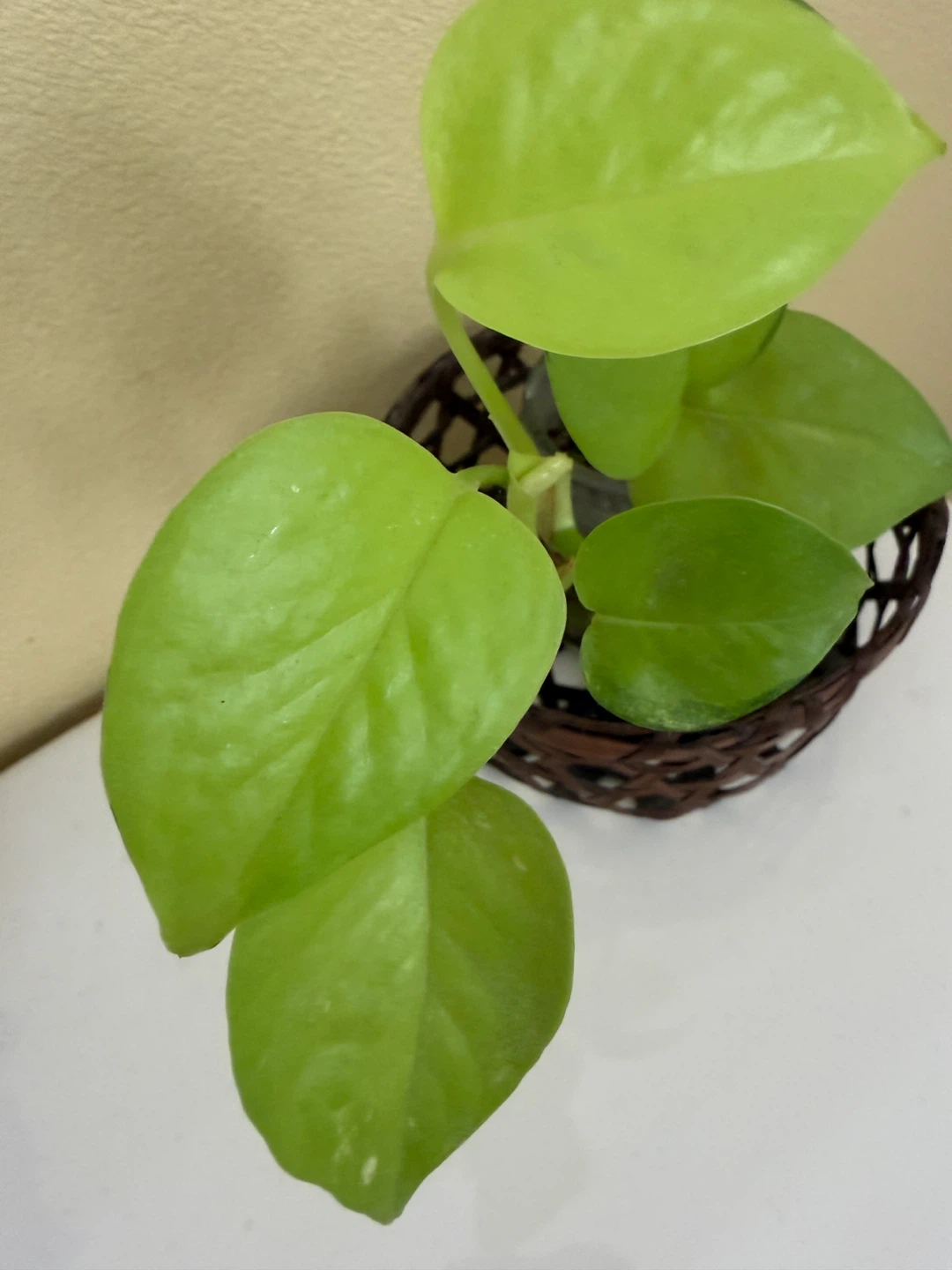 ポトス ライム 観葉植物の写真2枚目