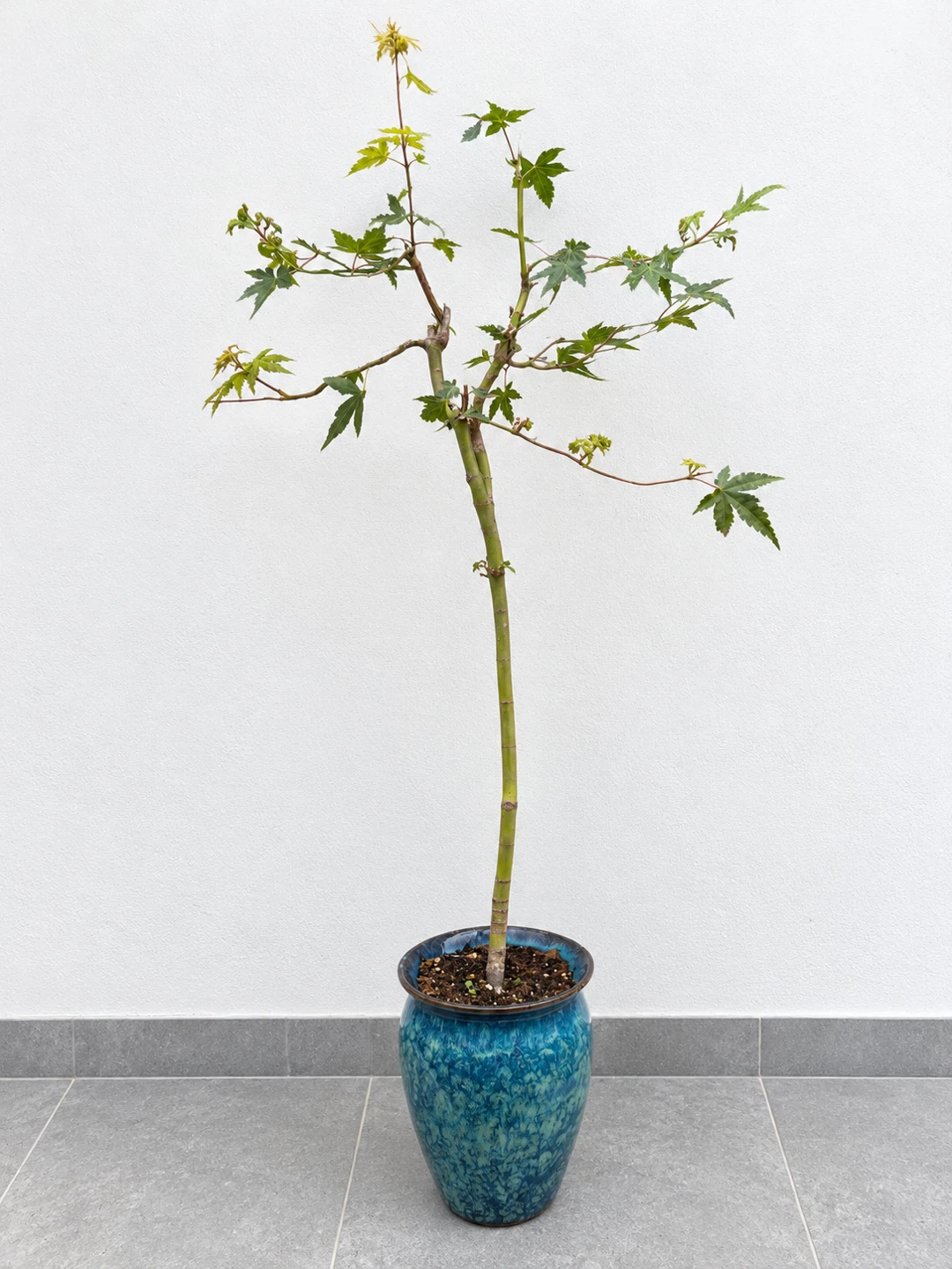 モミジ 盆栽 鉢植え