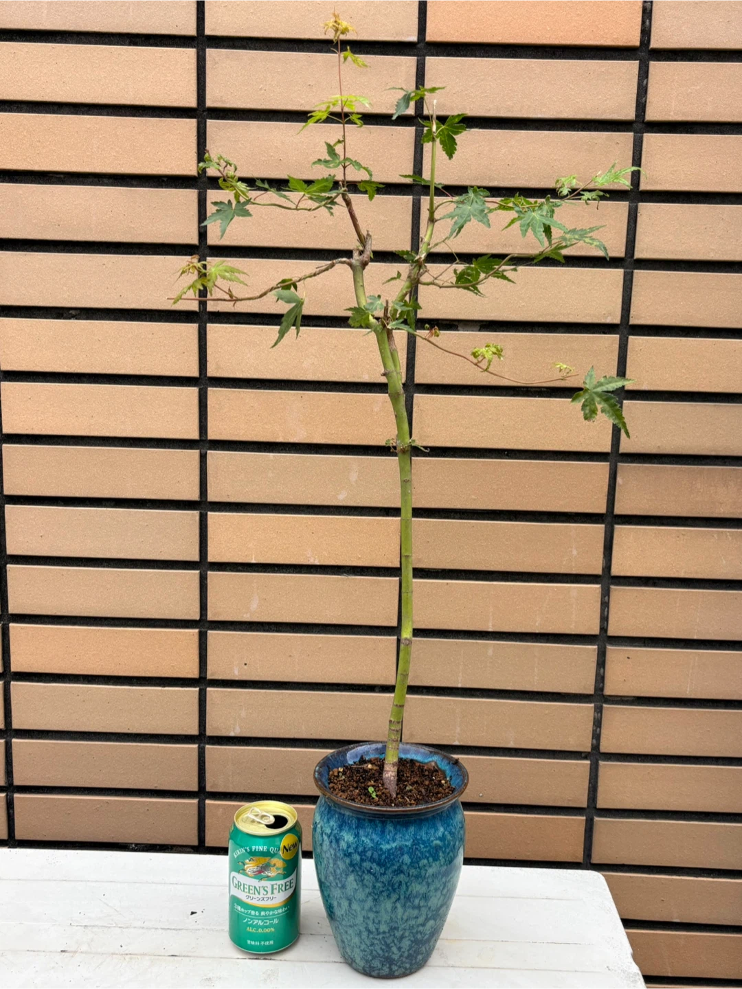 モミジ 盆栽 鉢植えの写真2枚目