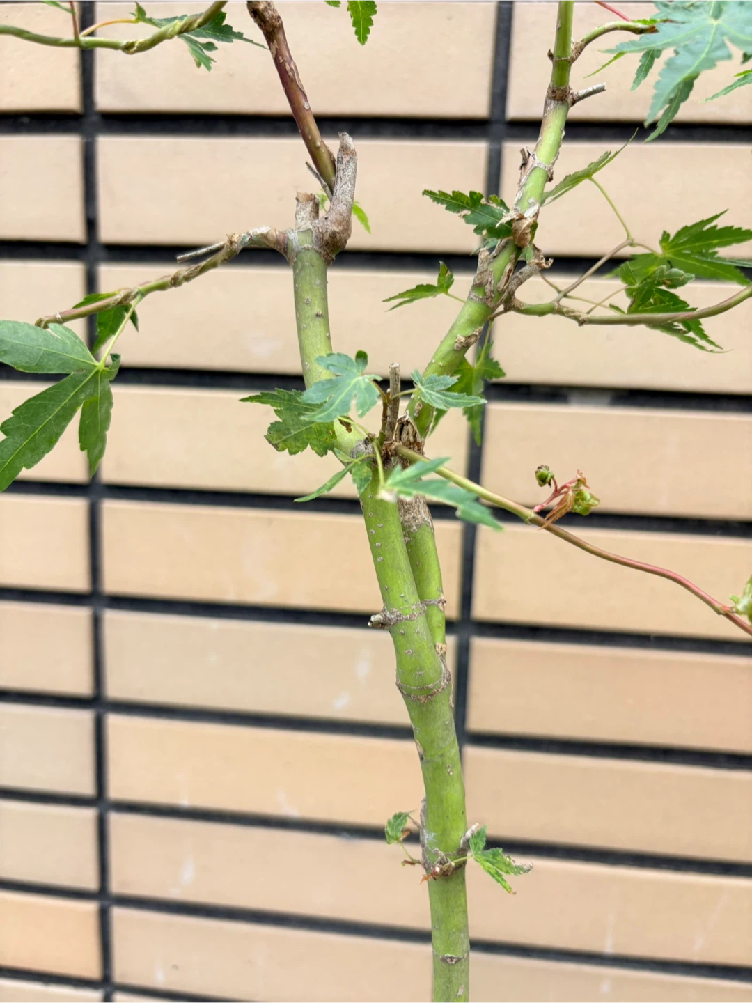 モミジ 盆栽 鉢植えの写真3枚目