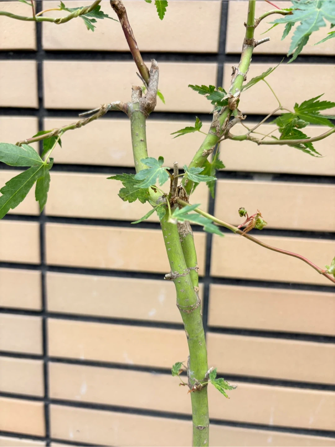 モミジ 盆栽 鉢植えの写真3枚目