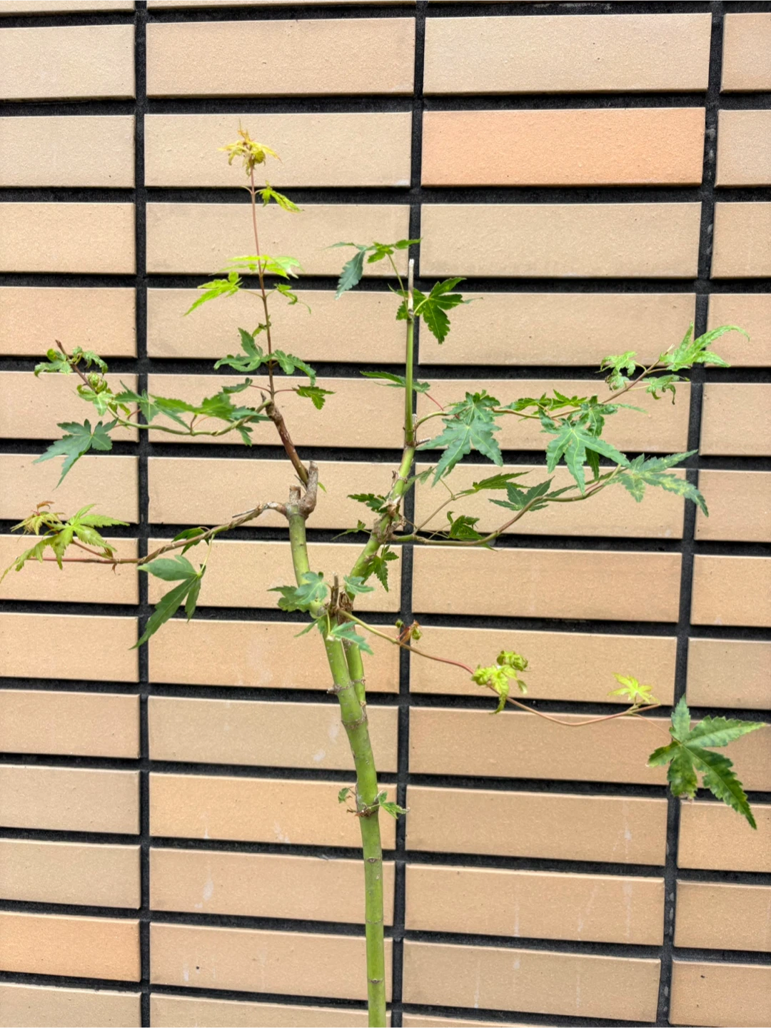 モミジ 盆栽 鉢植えの写真4枚目