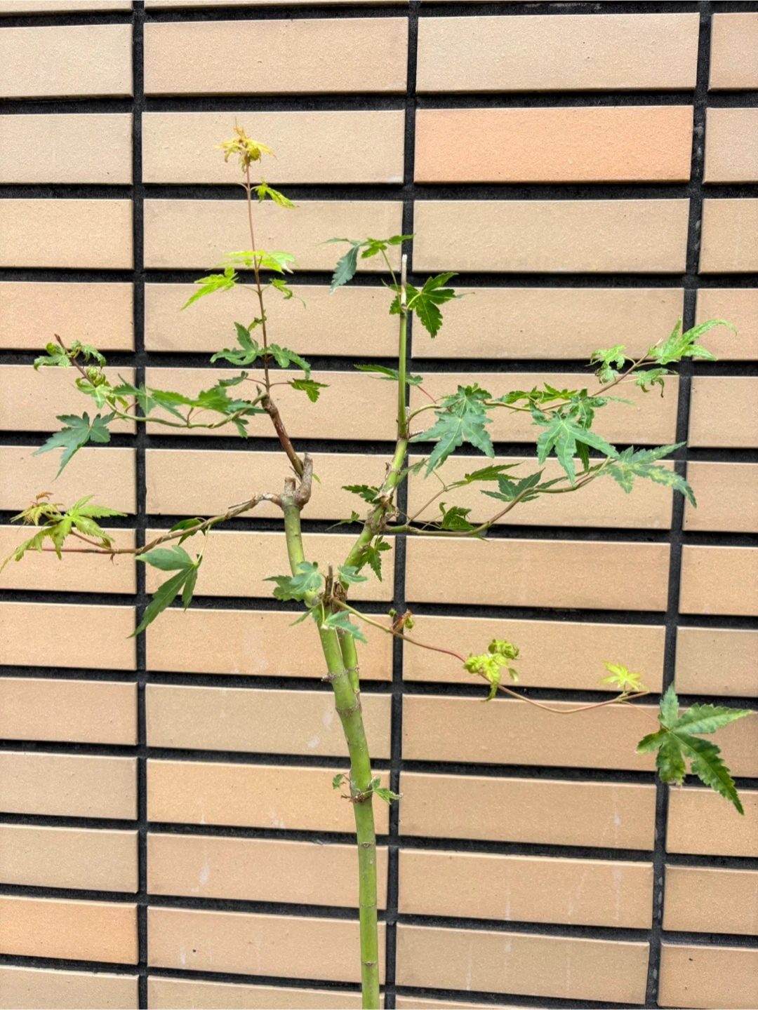モミジ 盆栽 鉢植えの写真4枚目