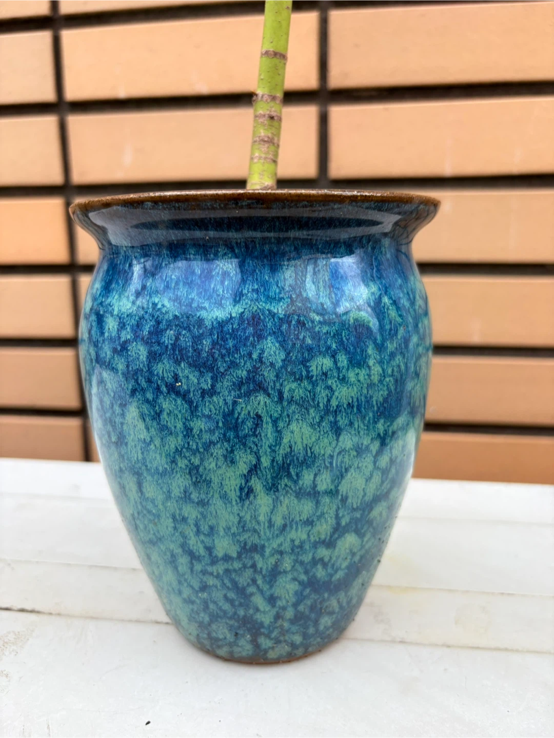 モミジ 盆栽 鉢植えの写真5枚目