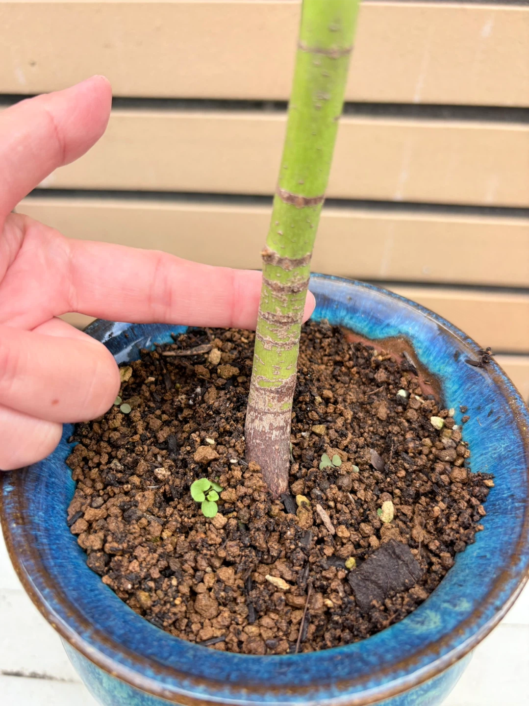モミジ 盆栽 鉢植えの写真6枚目