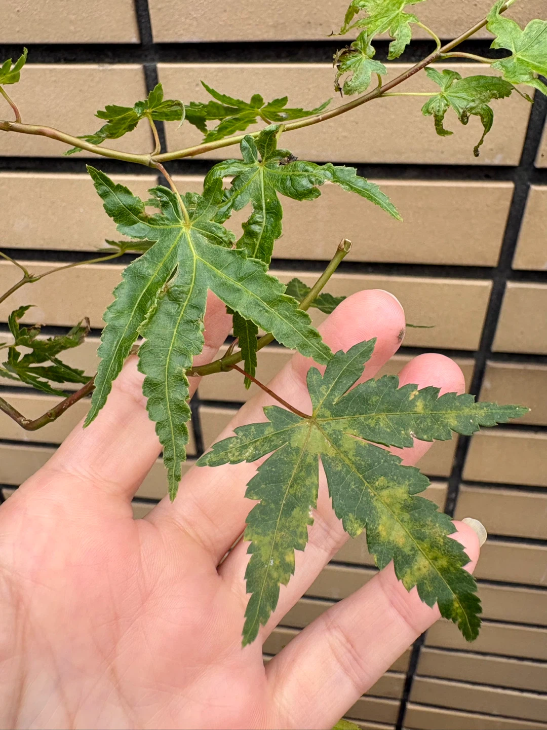 モミジ 盆栽 鉢植えの写真7枚目