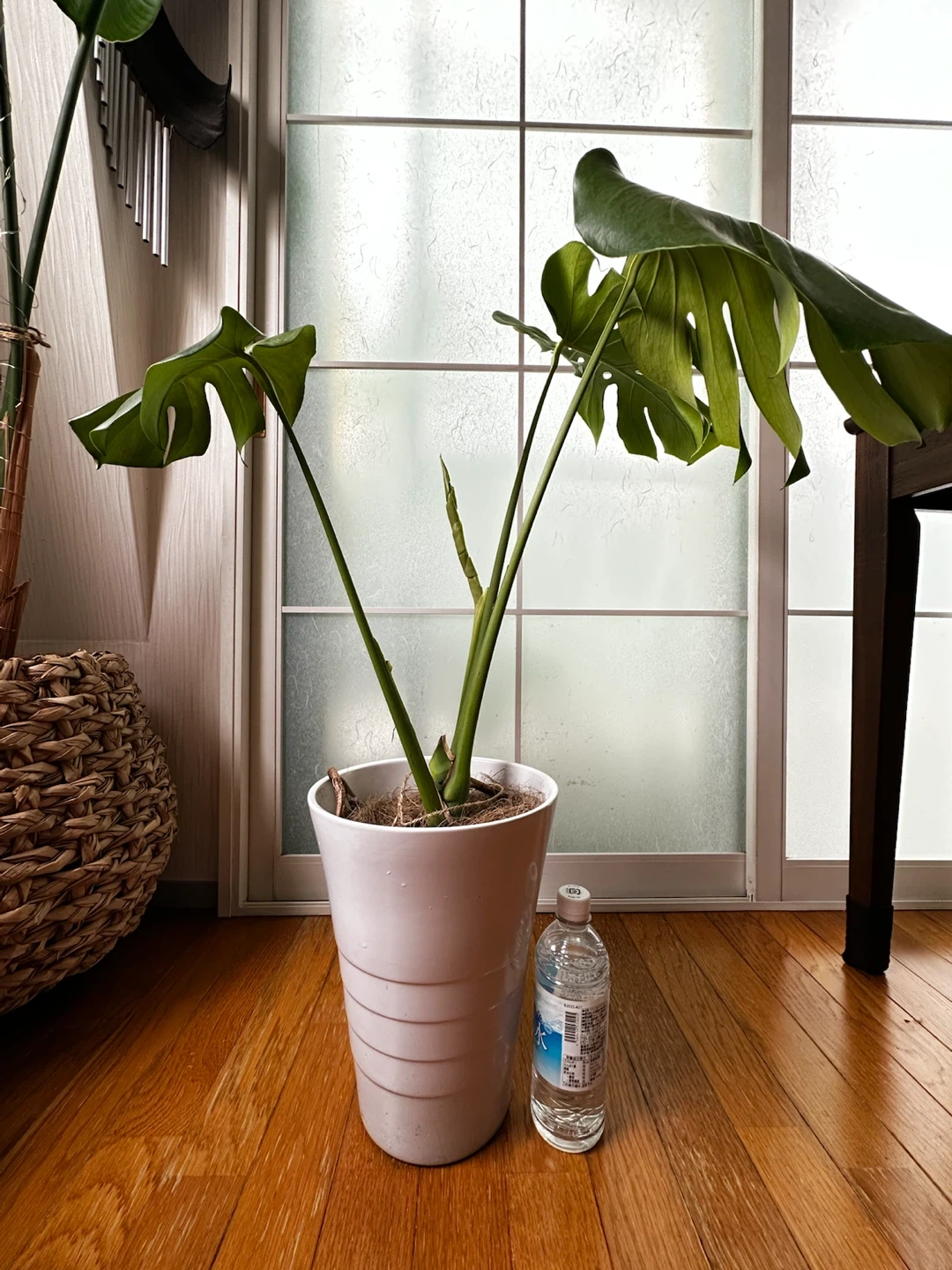 モンステラ 観葉植物 陶器鉢付き