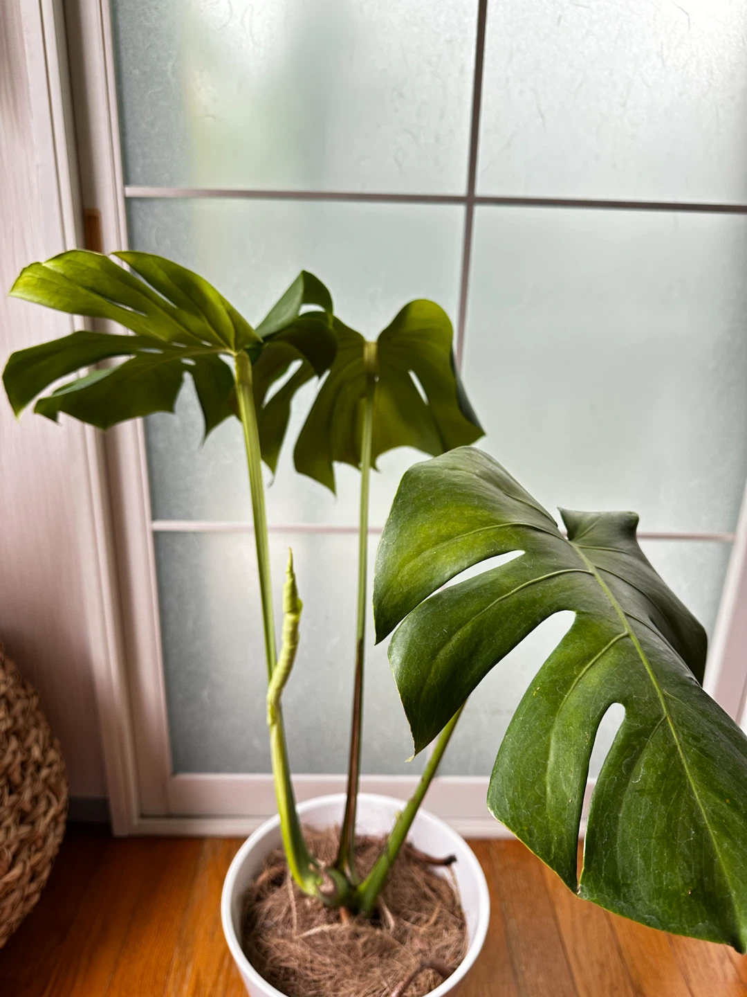 モンステラ 観葉植物 陶器鉢付きの写真2枚目