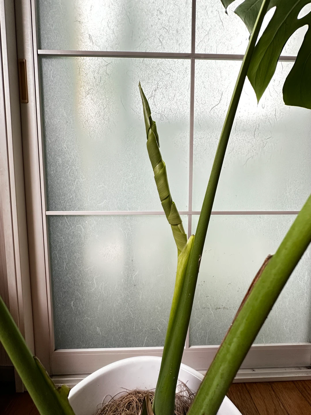 モンステラ 観葉植物 陶器鉢付きの写真3枚目