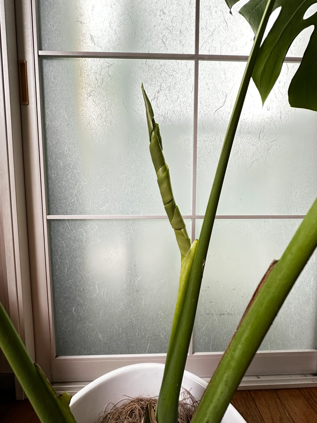 モンステラ 観葉植物 陶器鉢付きの写真3枚目