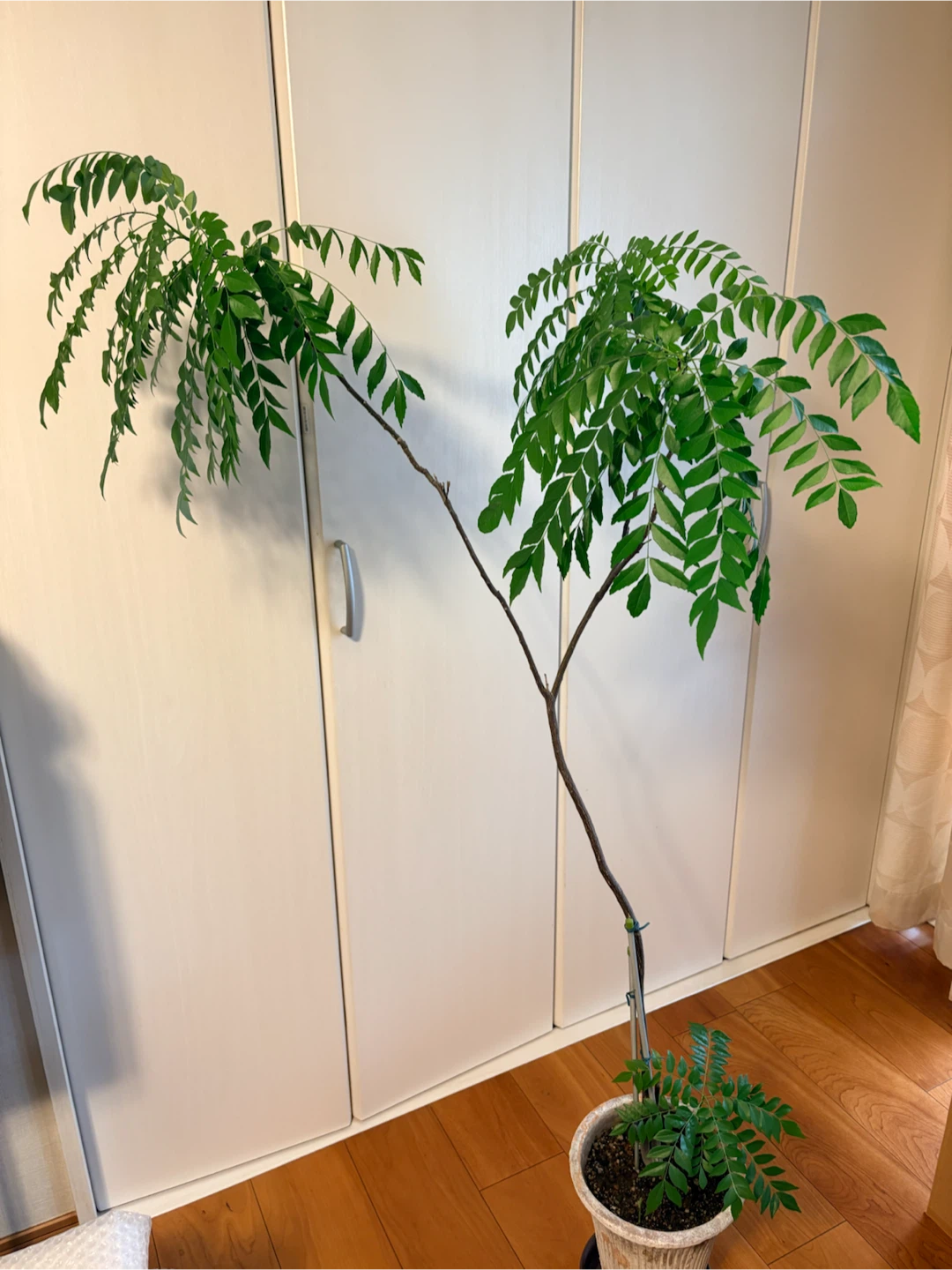 カレーリーフ（葉のみ）の写真2枚目