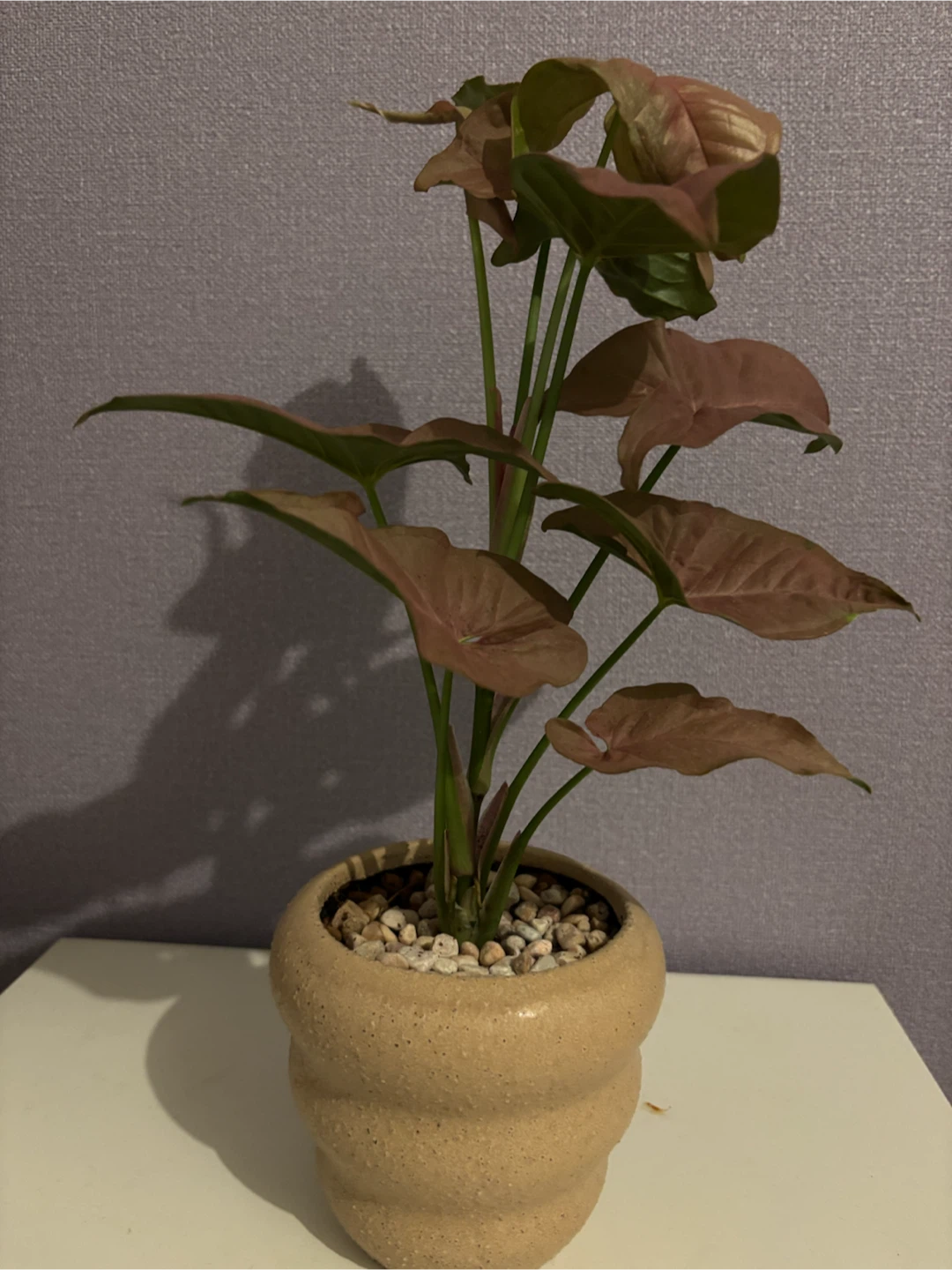 シンゴニウム ピンク 観葉植物 鉢付き