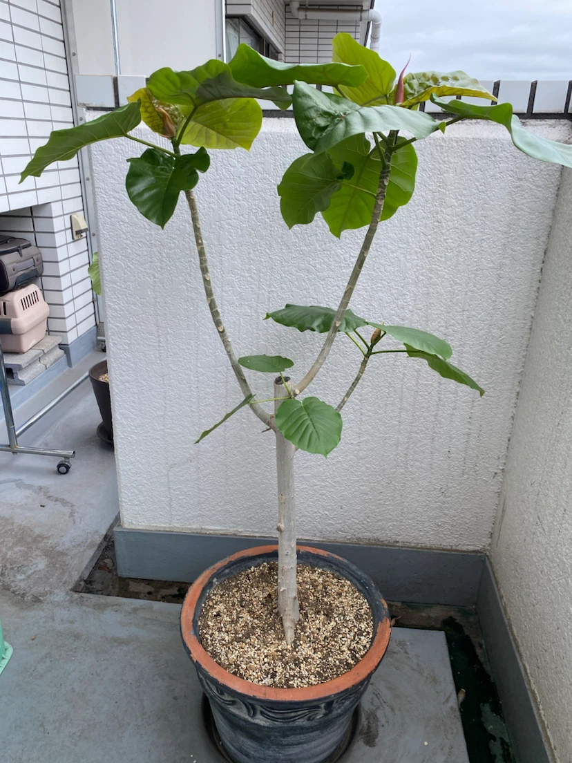 フィカス ウンベラータ 観葉植物A