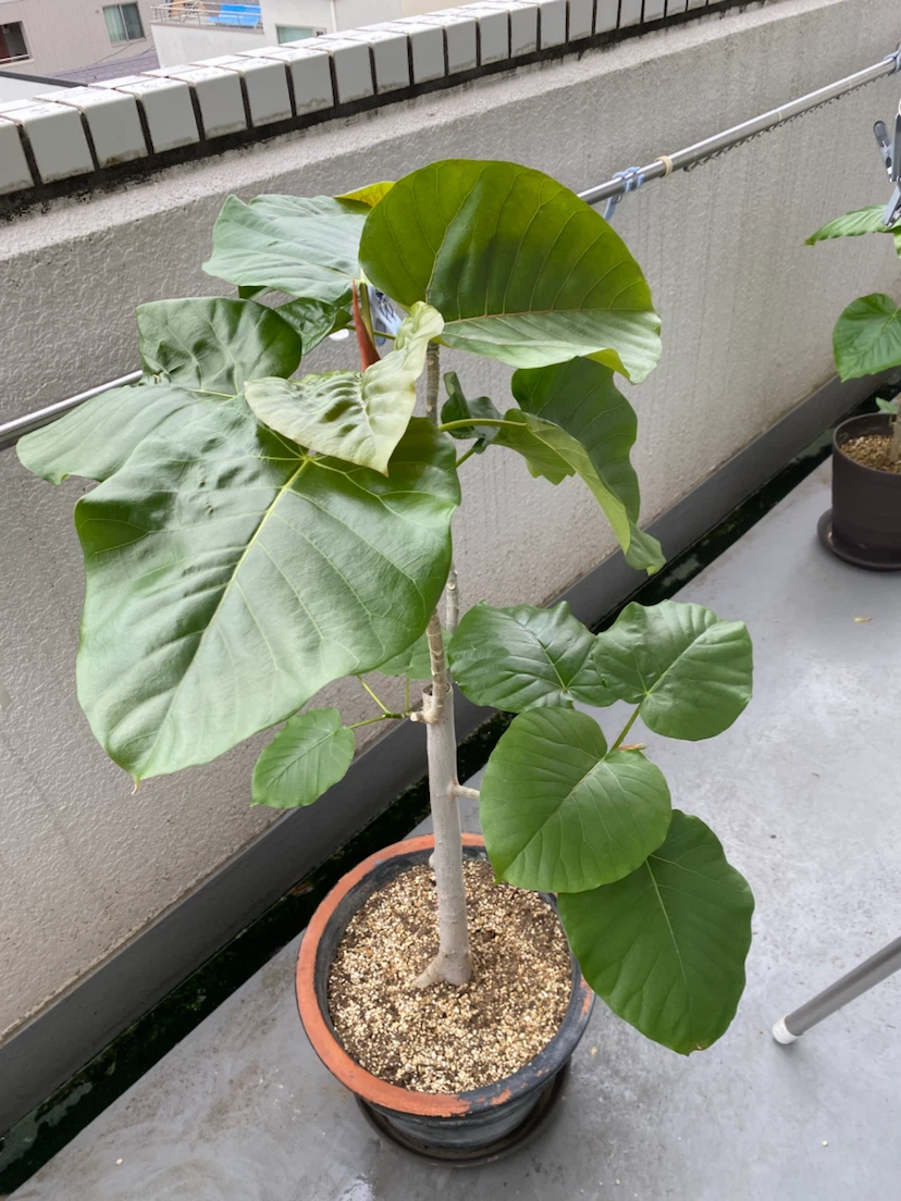フィカス ウンベラータ 観葉植物Aの写真2枚目