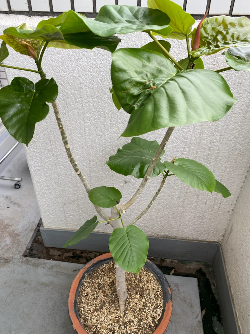 フィカス ウンベラータ 観葉植物Aの写真3枚目