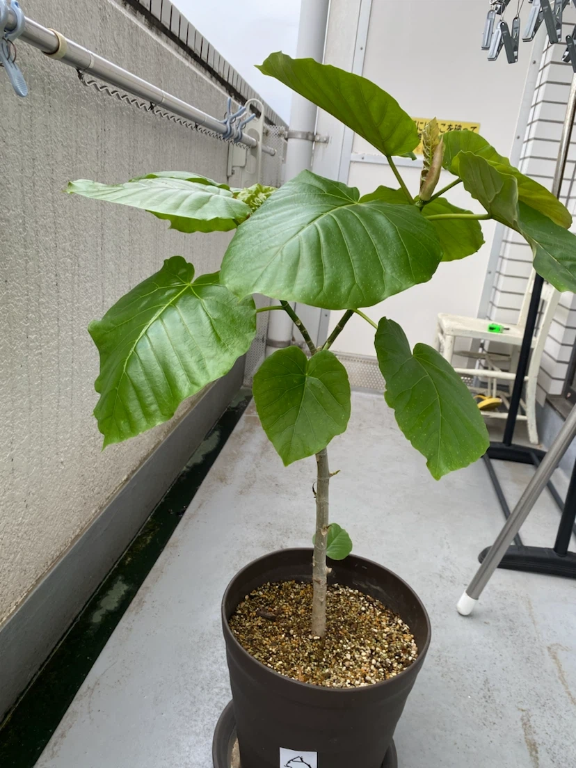 フィカス ウンベラータ 観葉植物 B