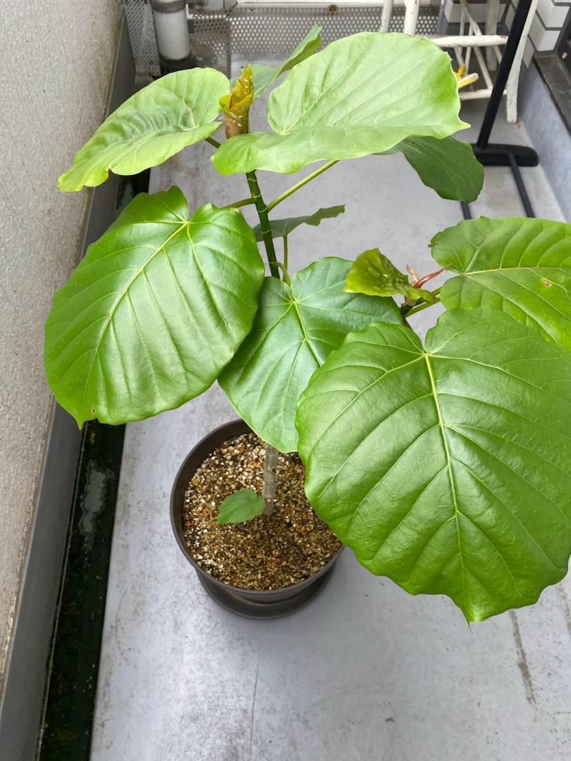 フィカス ウンベラータ 観葉植物 Bの写真2枚目
