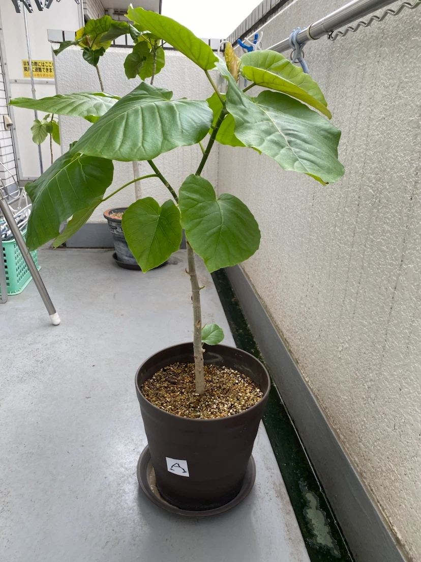 フィカス ウンベラータ 観葉植物 Bの写真3枚目